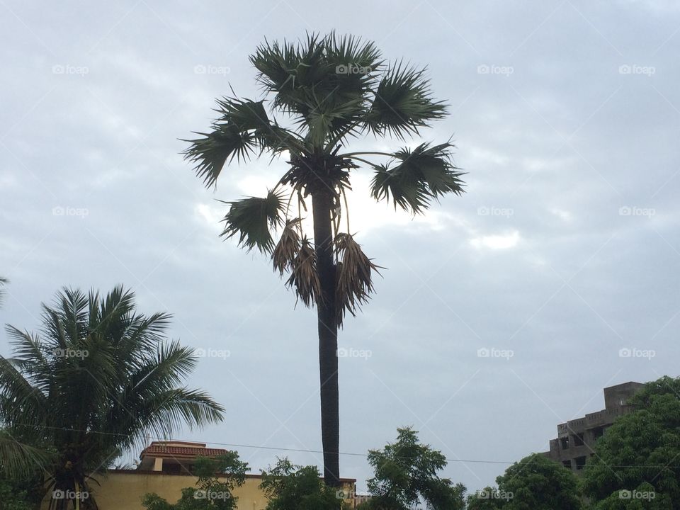 Tall palm tree on a cloudy evening