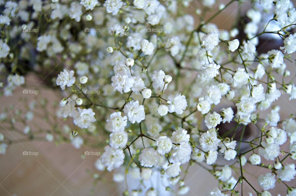 Close-up of a white flowers