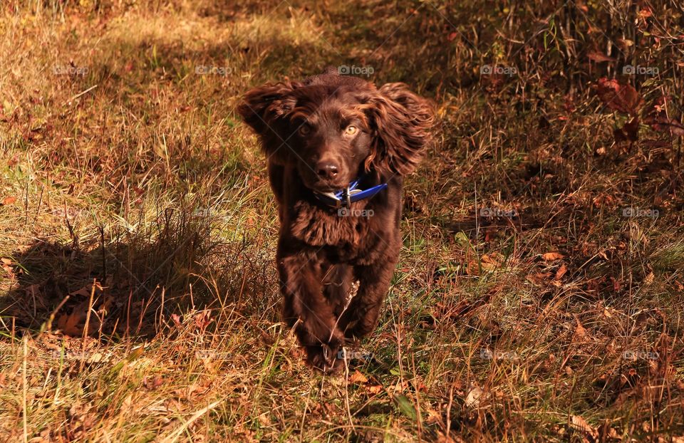 Black cocker spaniel puppy on meadow