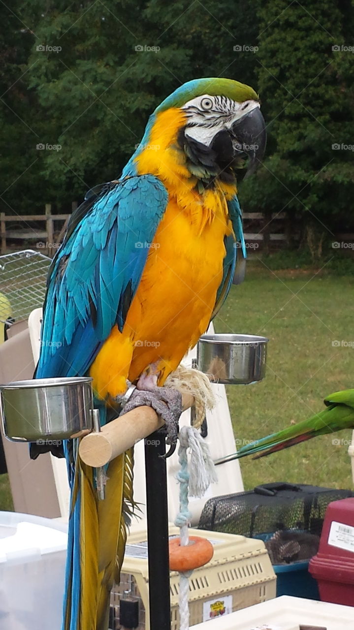 Polly want a cracker