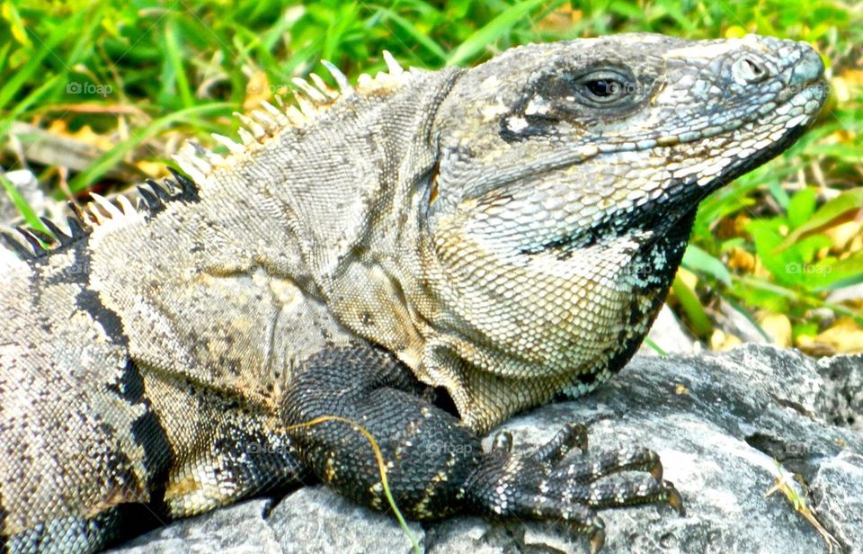 Iguana