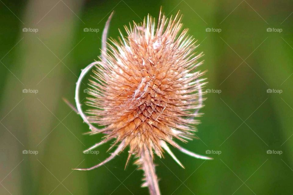 Dipsacus