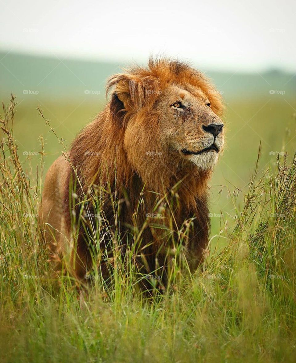 A majestic lion surveying the Maasai Mara. 🦁
