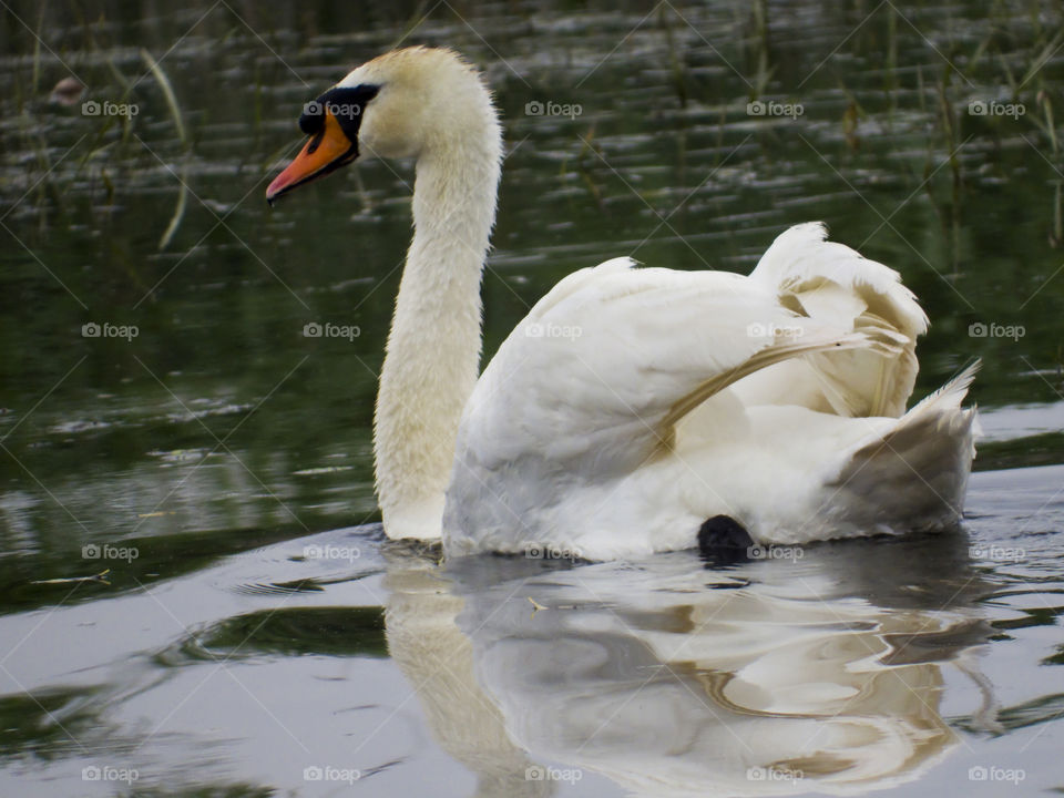 Mute swan (Cyngus olor)