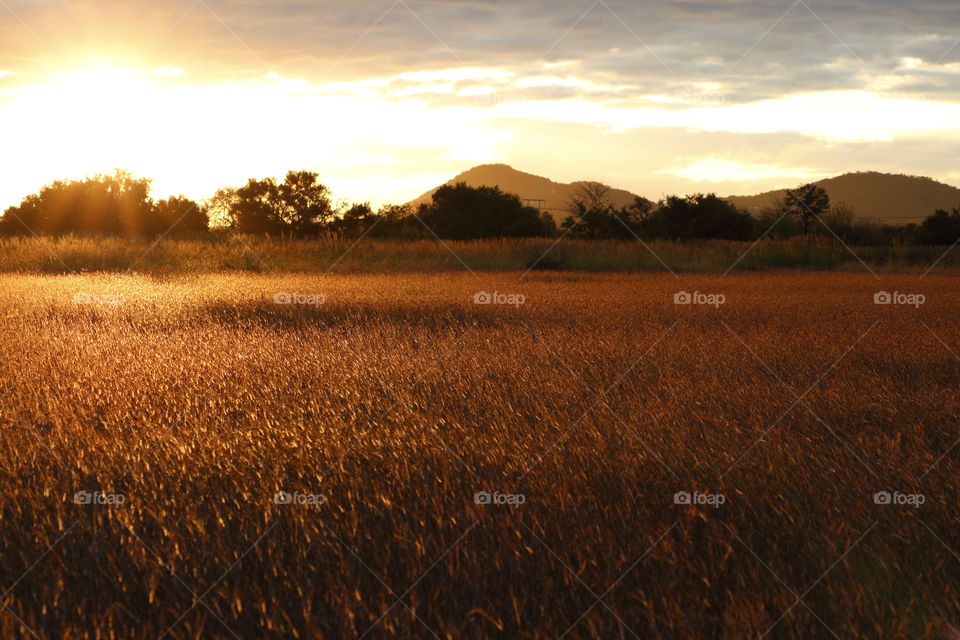 Golden sunset over a grass field