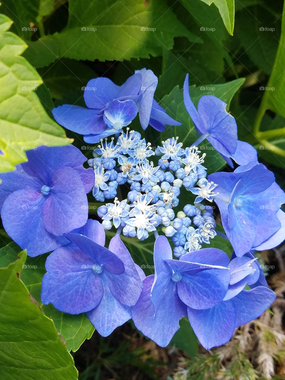 Blue flower on hydrangea bush.