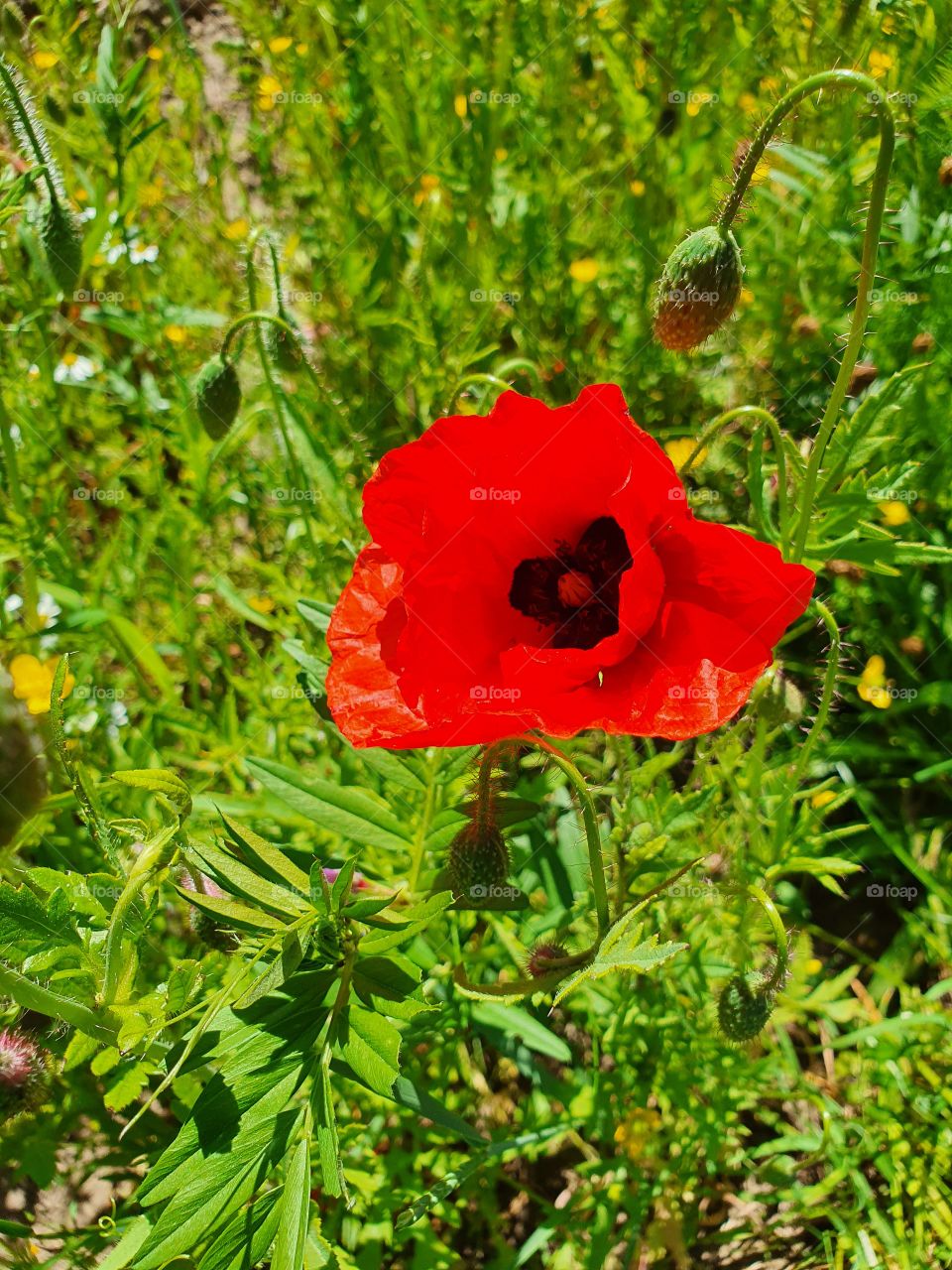 Mohnblume, Poppy Flower
