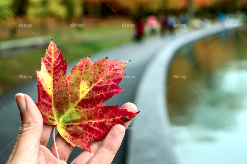Holding a red and golden vibrant autumn leaf on a path near water reflecting fall trees with leaves changing Color 
