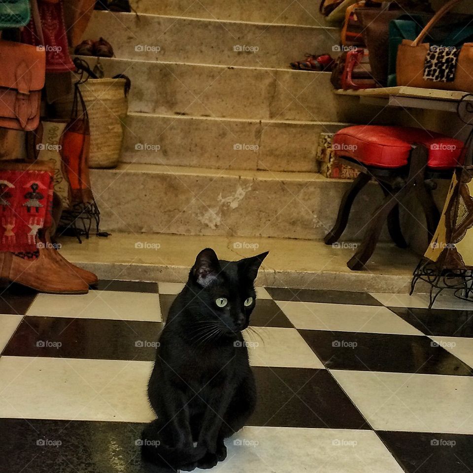 Cat in black