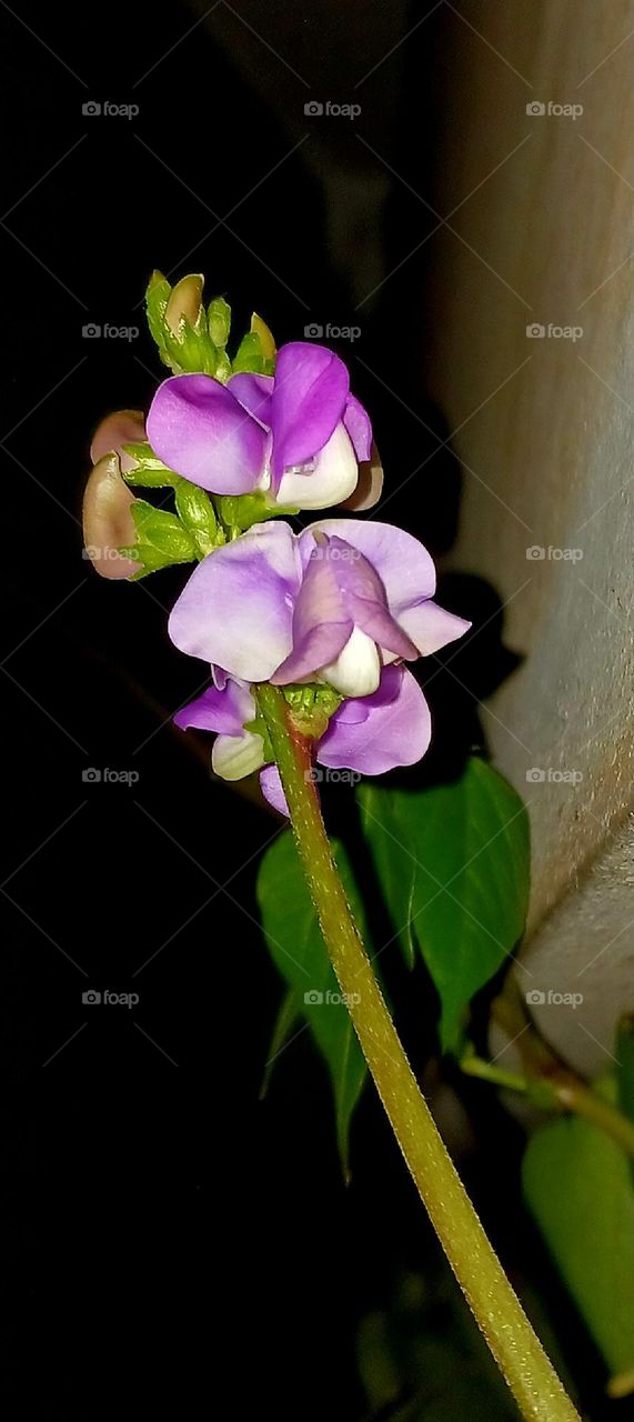 Green Bean Flower_plant