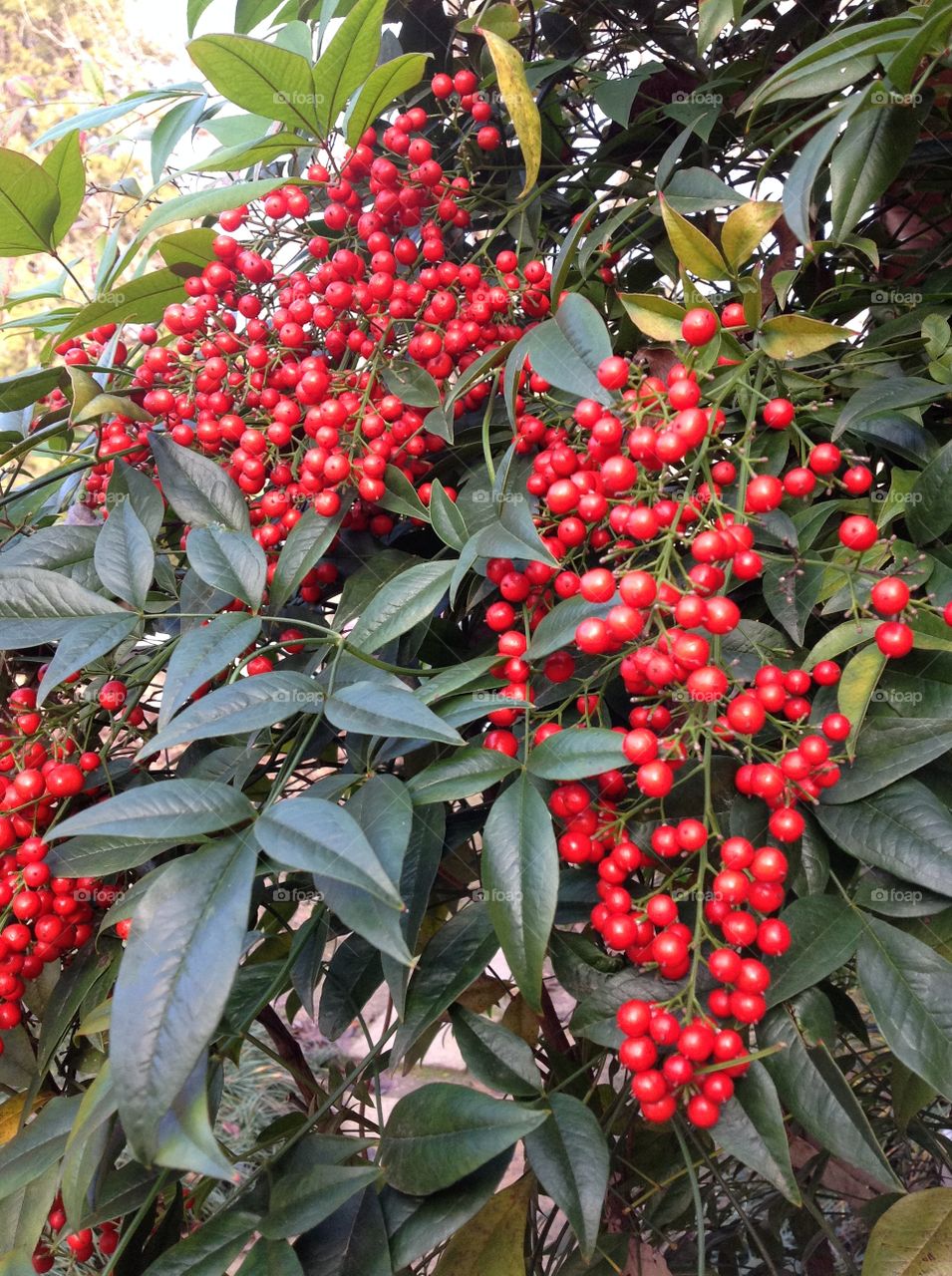 Red Berry Bush in Full Bloom