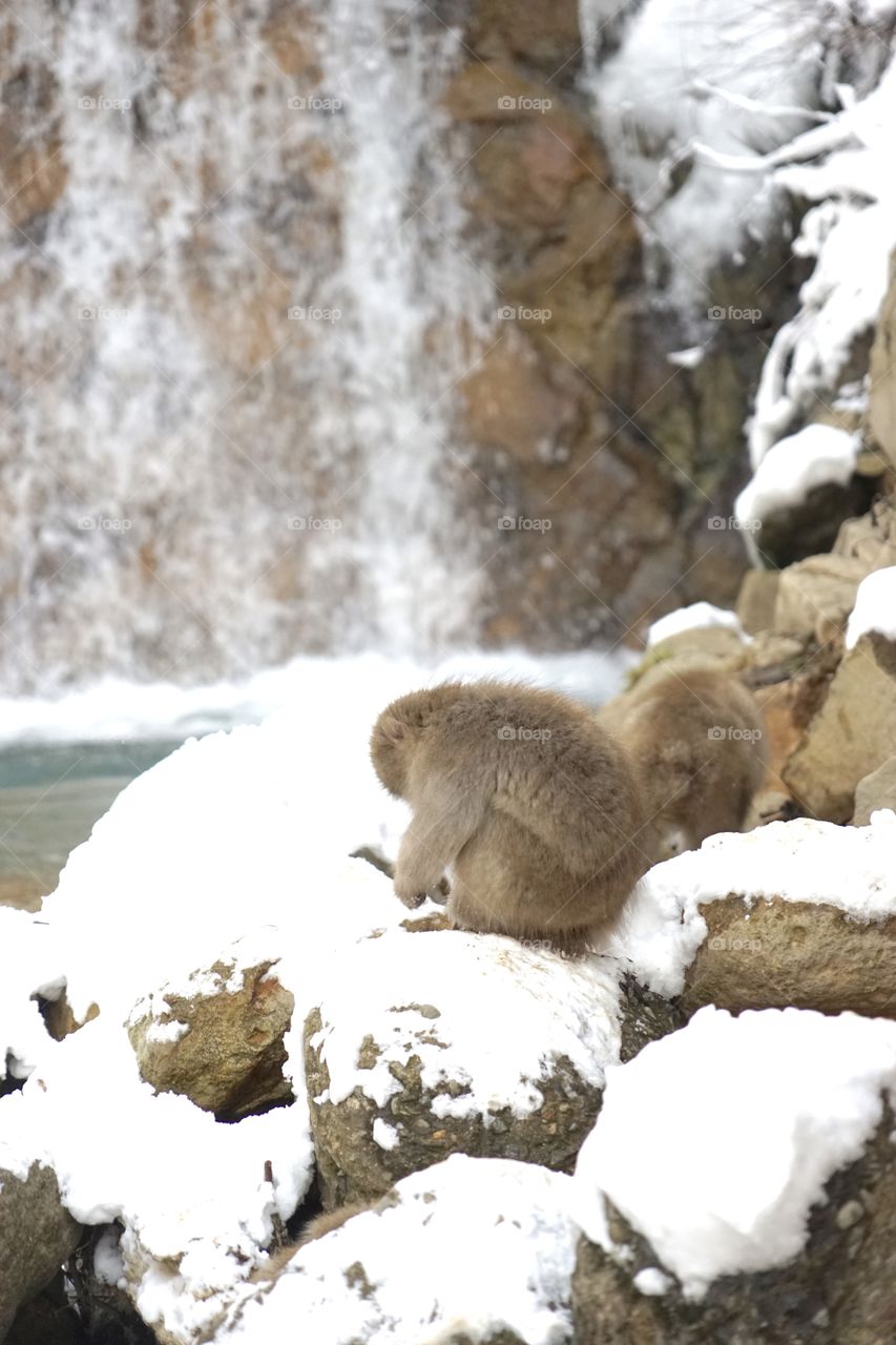 snow monkey