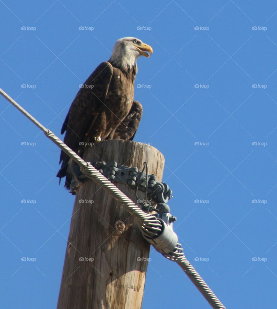 Bald Eagle on Power Pole in Arizona