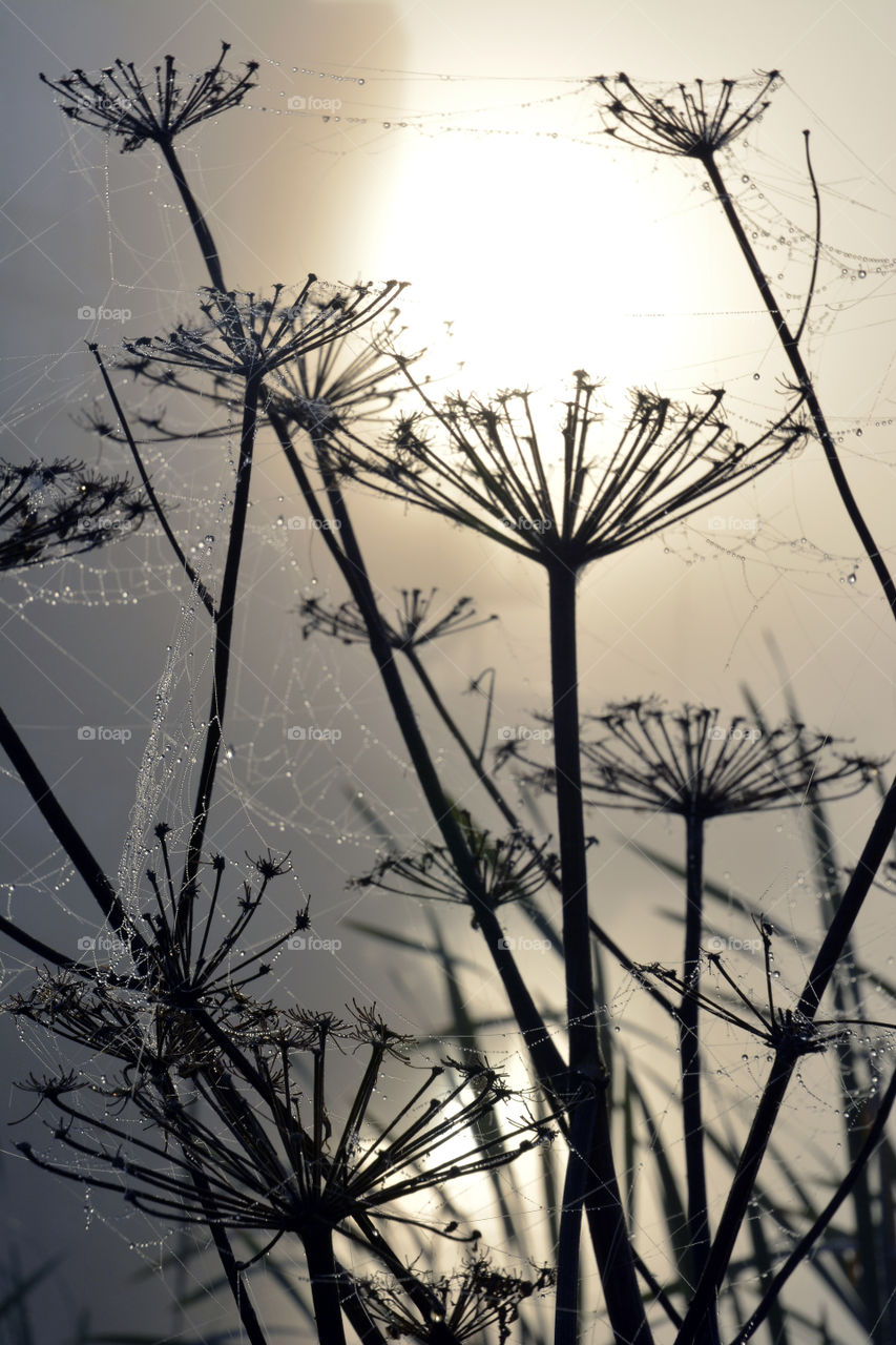 Cane and Hogweed in the foggy mist in the early morning sunset