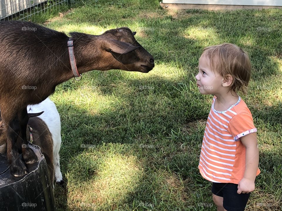 Goat staring contest