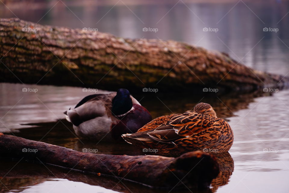 Ducks