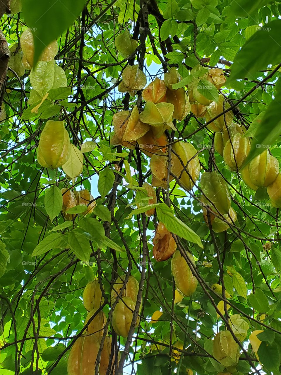 starfruits