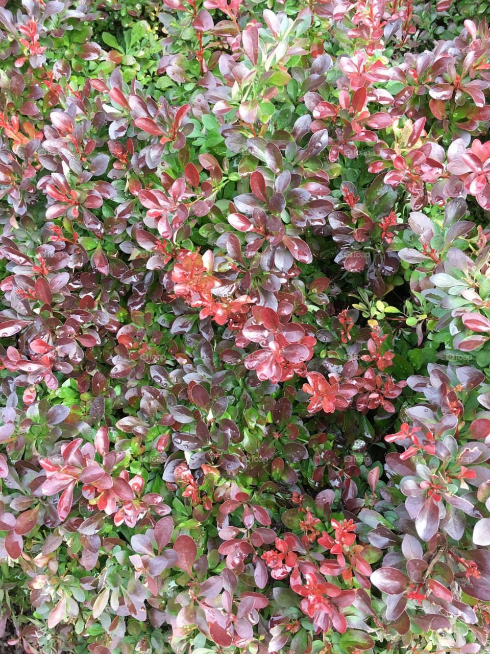 Decorative bush
