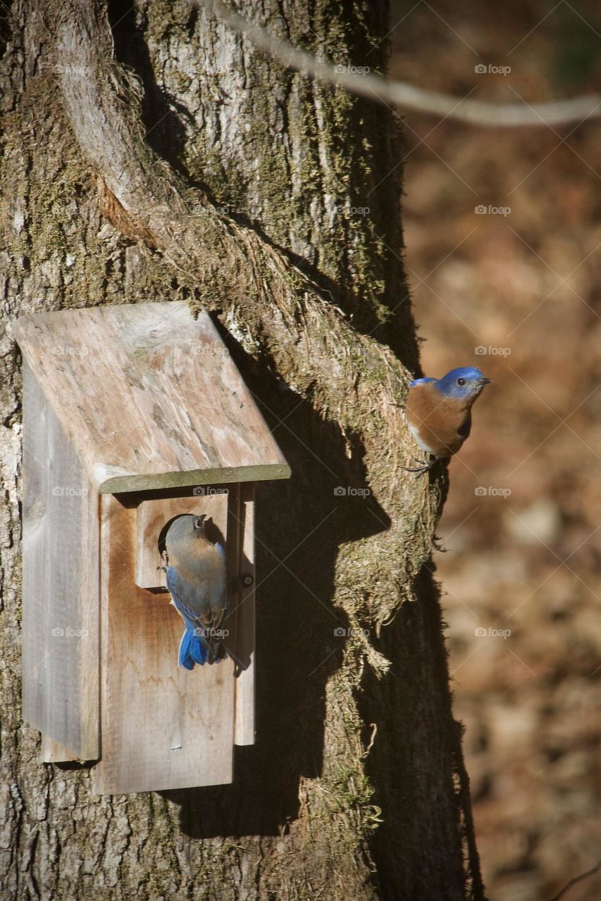 Pair of Eastern Bluebirds at a birdhouse. The female is perched on the house while the male keeps an eye out from the tree.