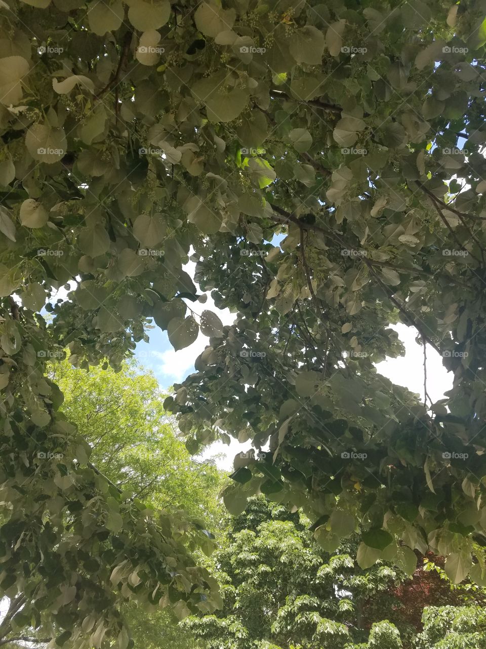 End of Spring in Bayside Queens, NYC. Beautiful Sunny Day. Looking through the Trees. Captured on Android Phone - Galaxy S7. May 2017.
