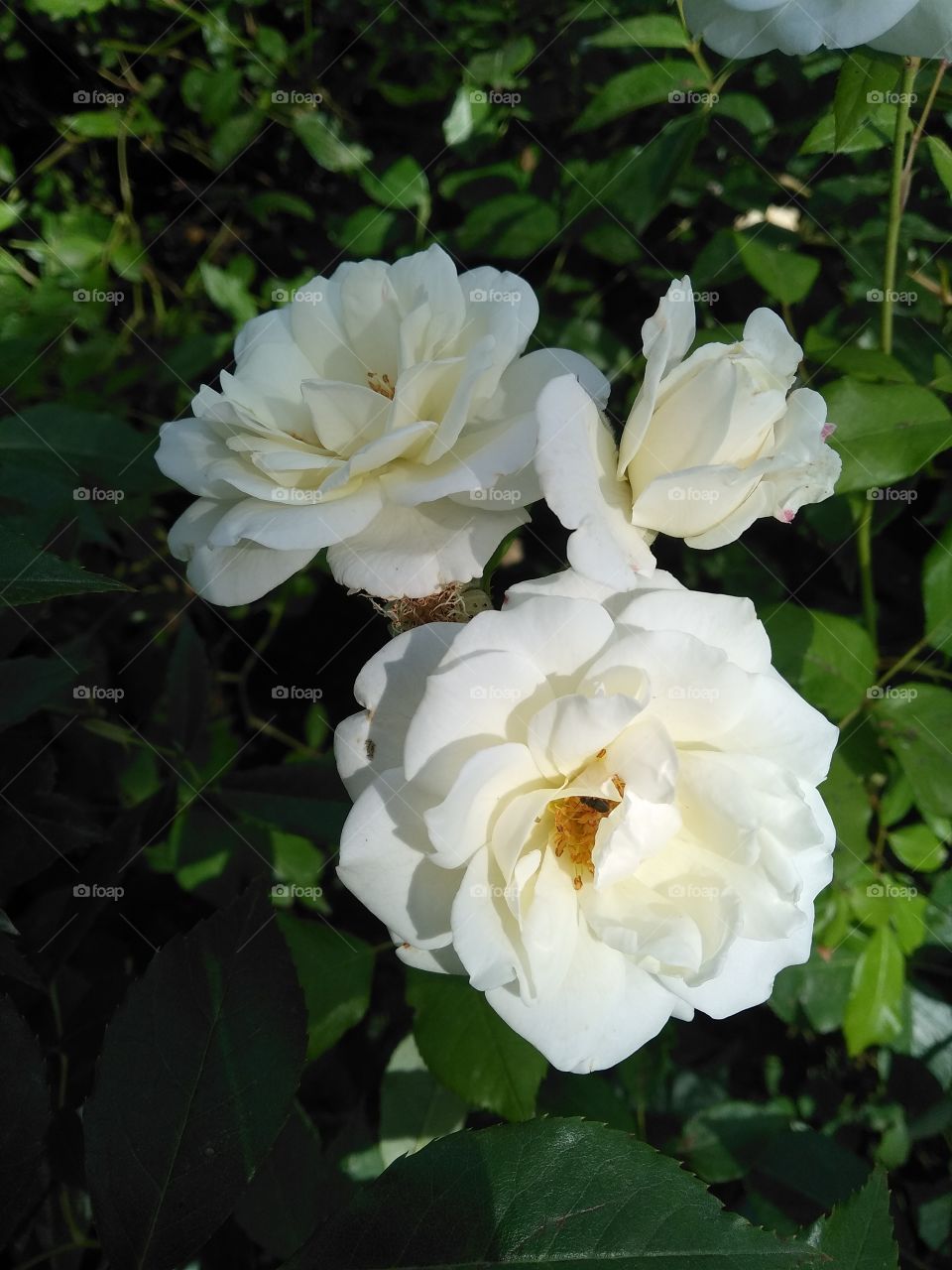 White head rose