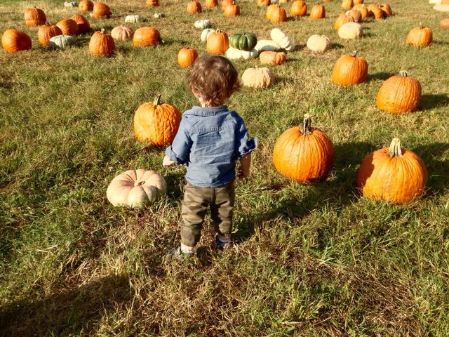 Pumpkin