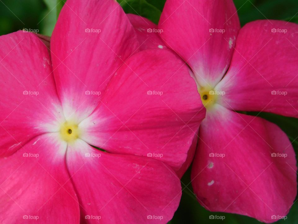 Tropical red Vinca flowers with yellow and white centers 