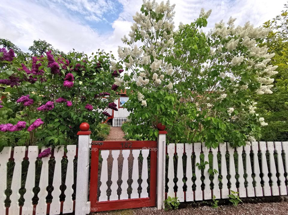 Lilacs behind the fence