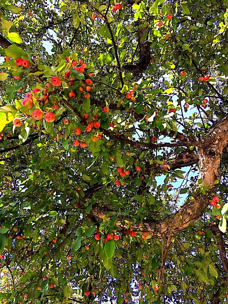 Crabapple tree