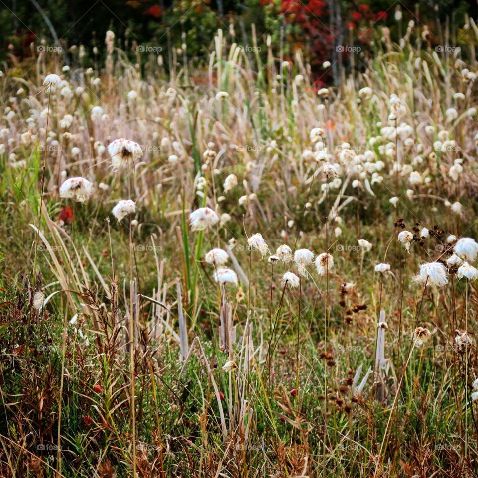 Fluffy flowers in  fall 