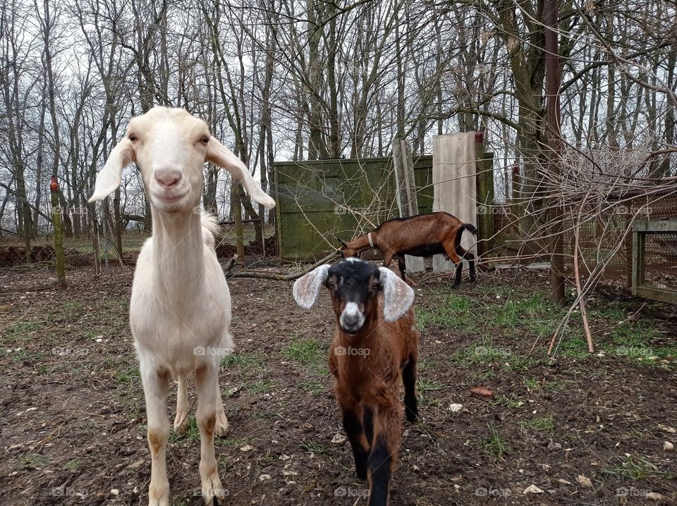 Curious goats on the exercise yard.