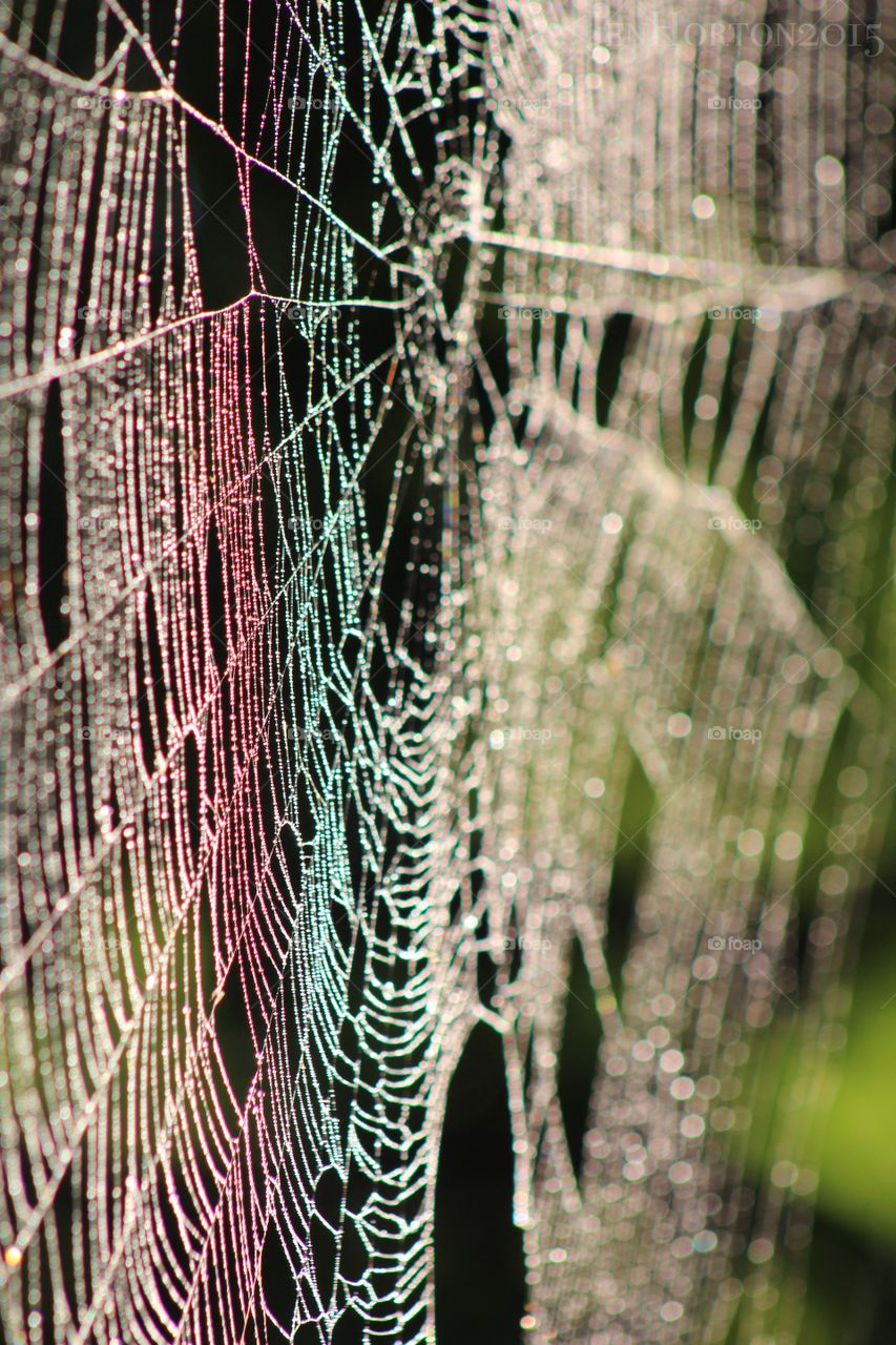 Dark spiderweb . Orb weaver web in our tree. Web is taken down every morning, by the spider. And a new one shows up every night. 