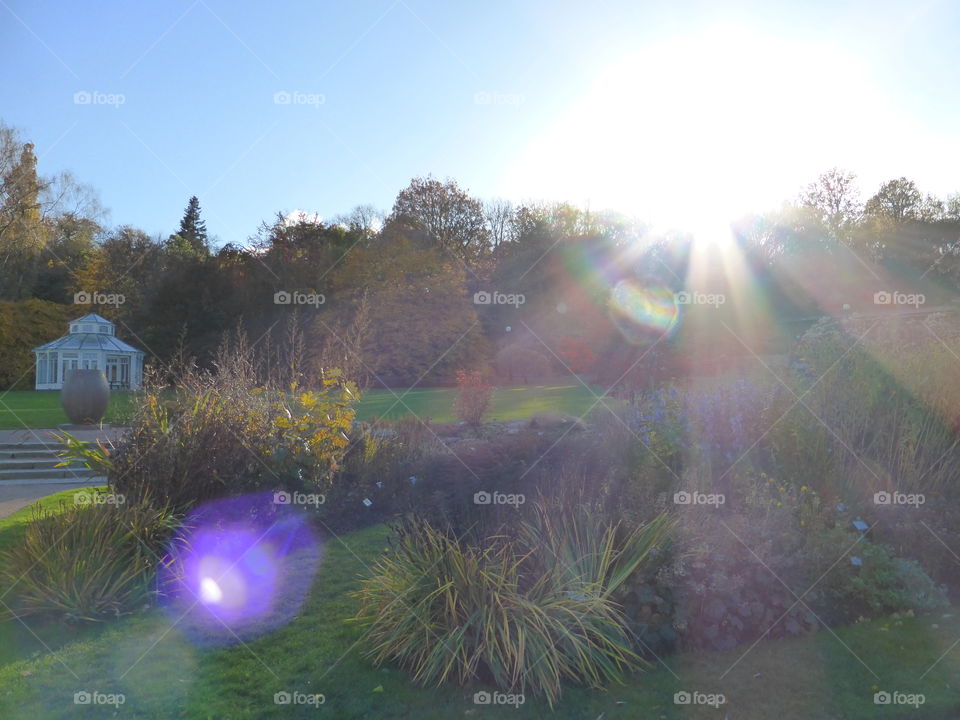 sunrays over a garden