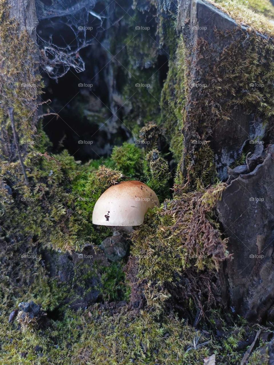 Gateway to the Unknown