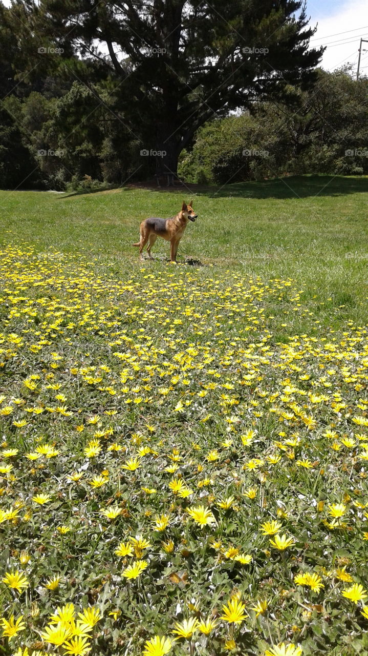 dog hunting and smiling in yellow flowers in