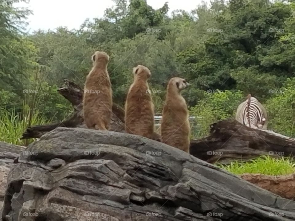 Meerkats on guard