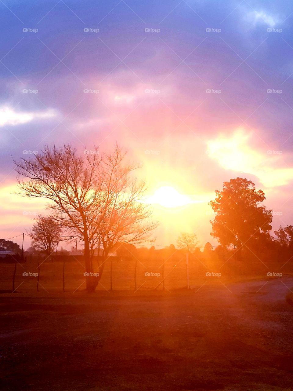 sun through the trees