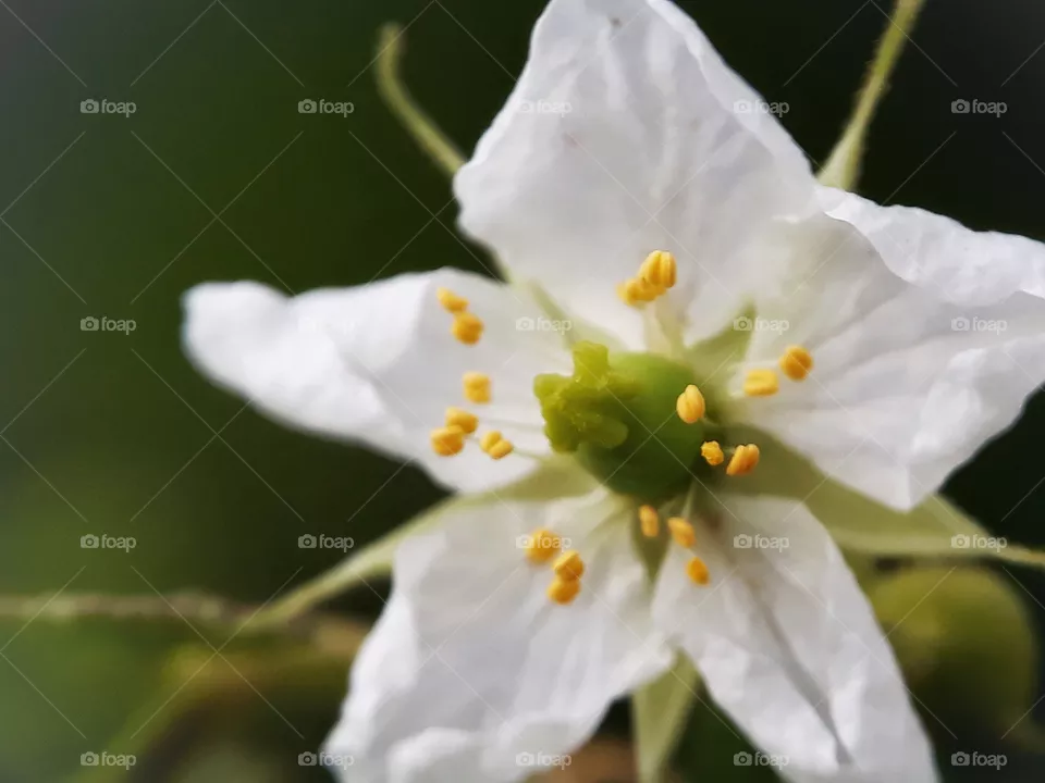 blooming