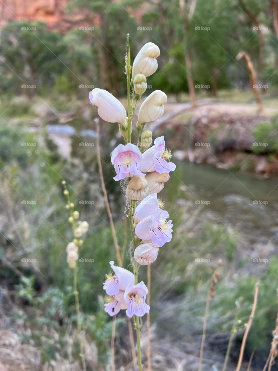 Flowers on trail to Angel’s Landing