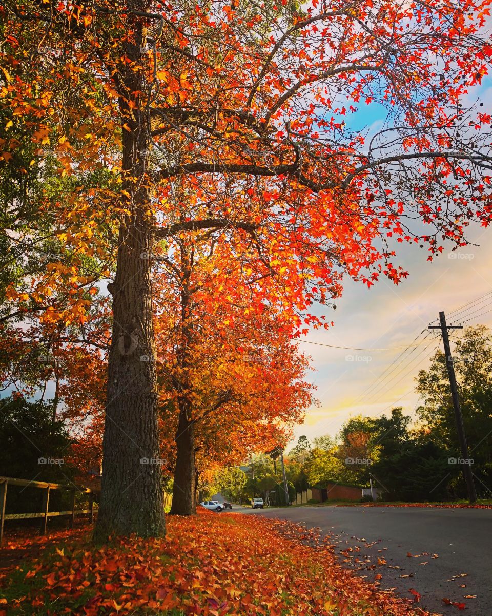 Autumn trees of yellow and red after the rain