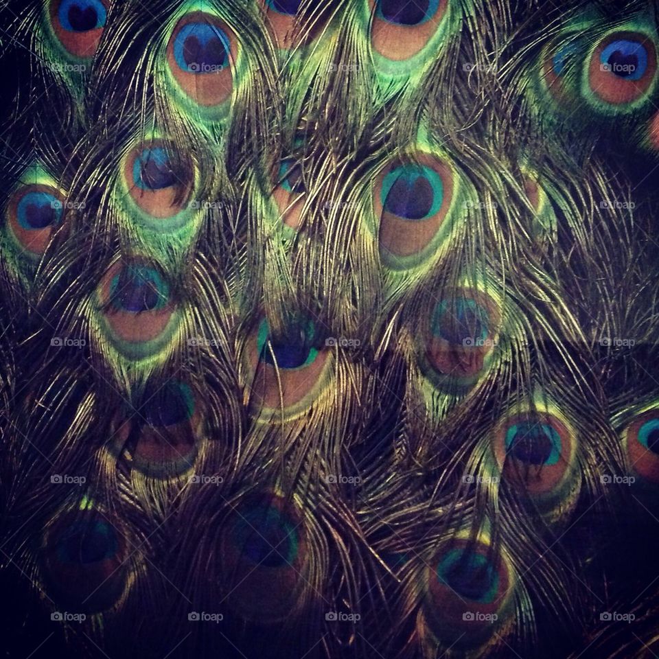 Let Me See Your Peacock Feathers