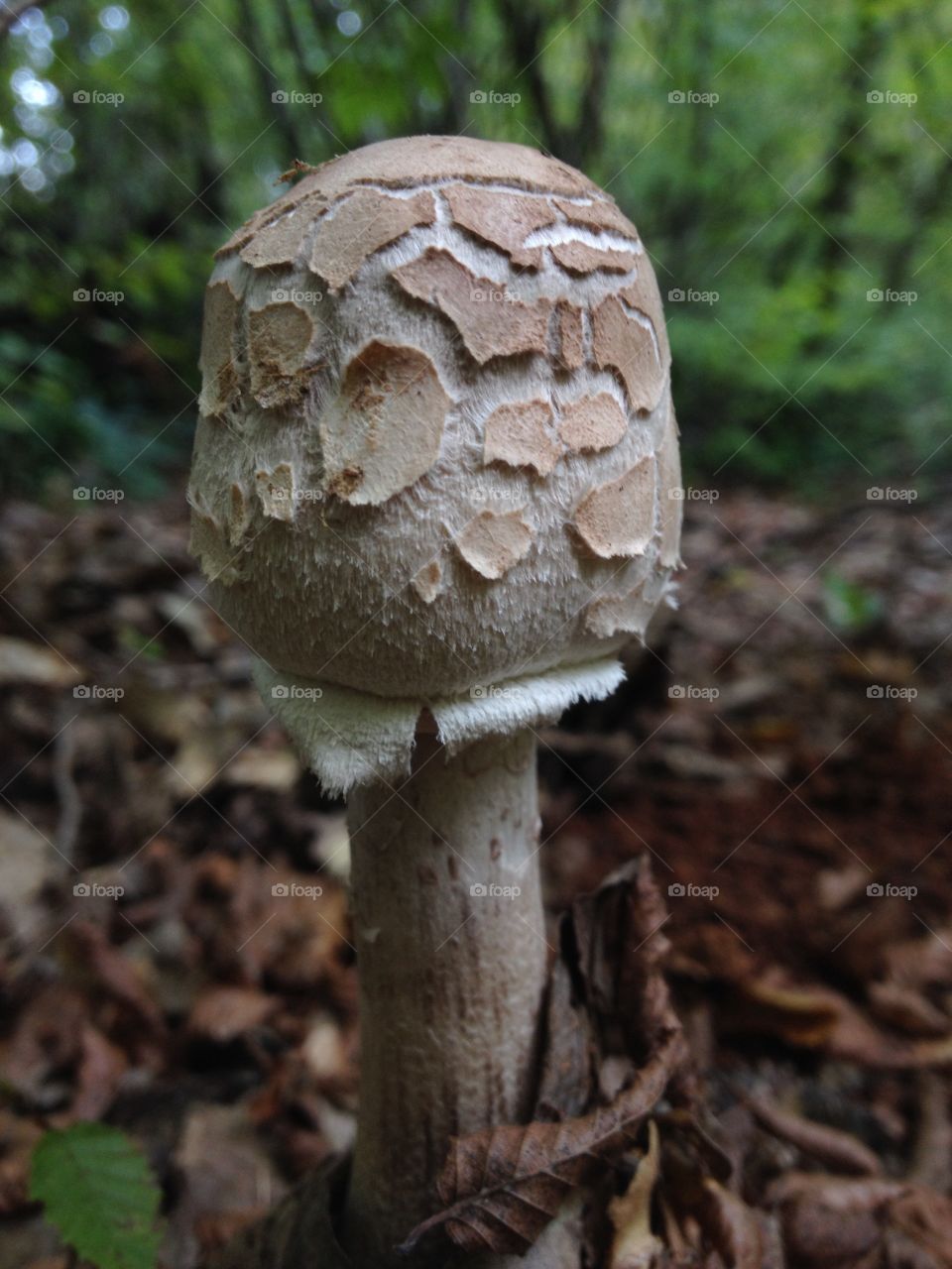 Close-up of a mushroom