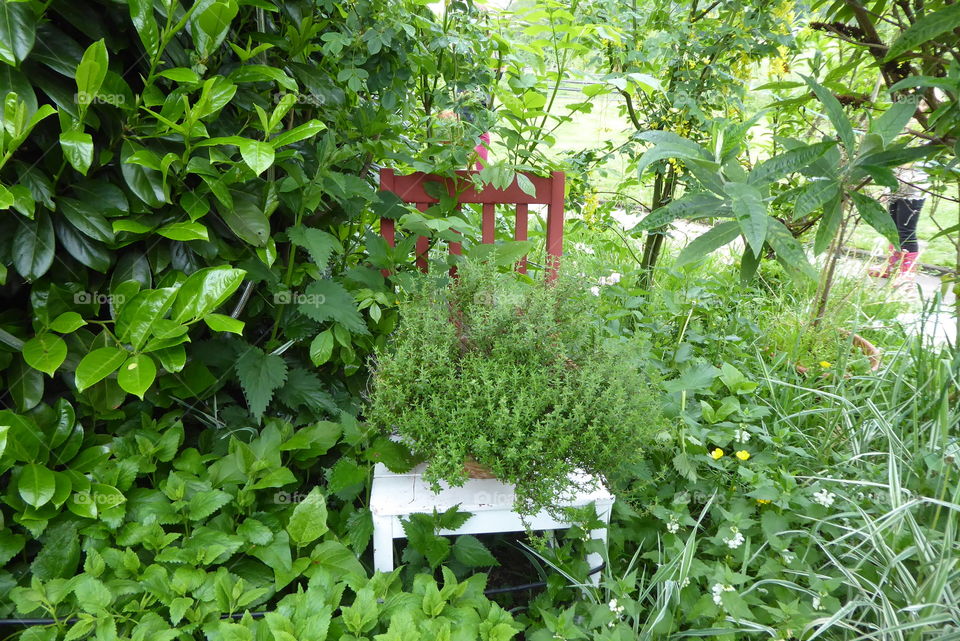 Plants and Chair 