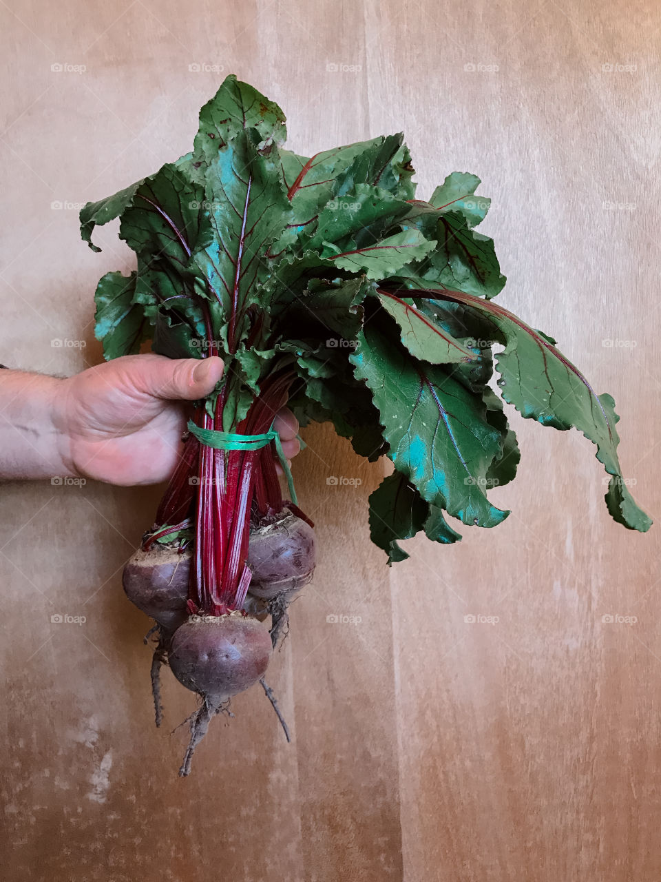 Close-up of hand holding bunch of root