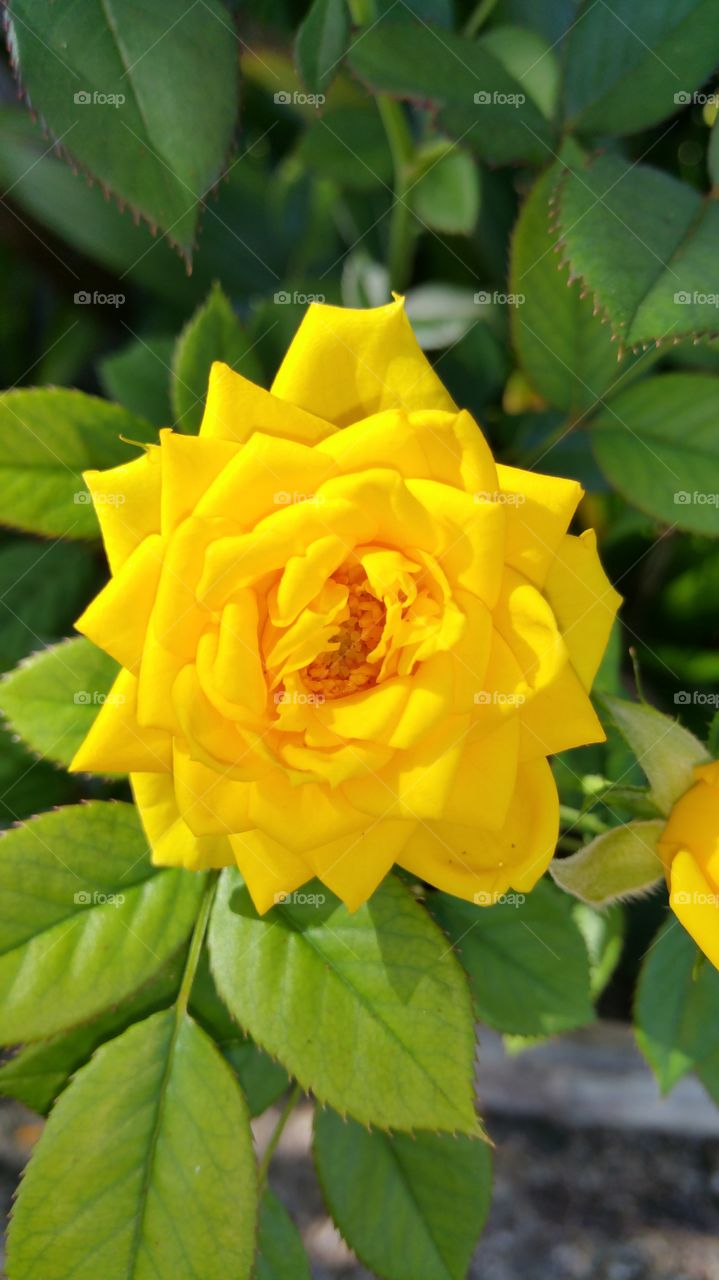 Yellow Rose in bloom