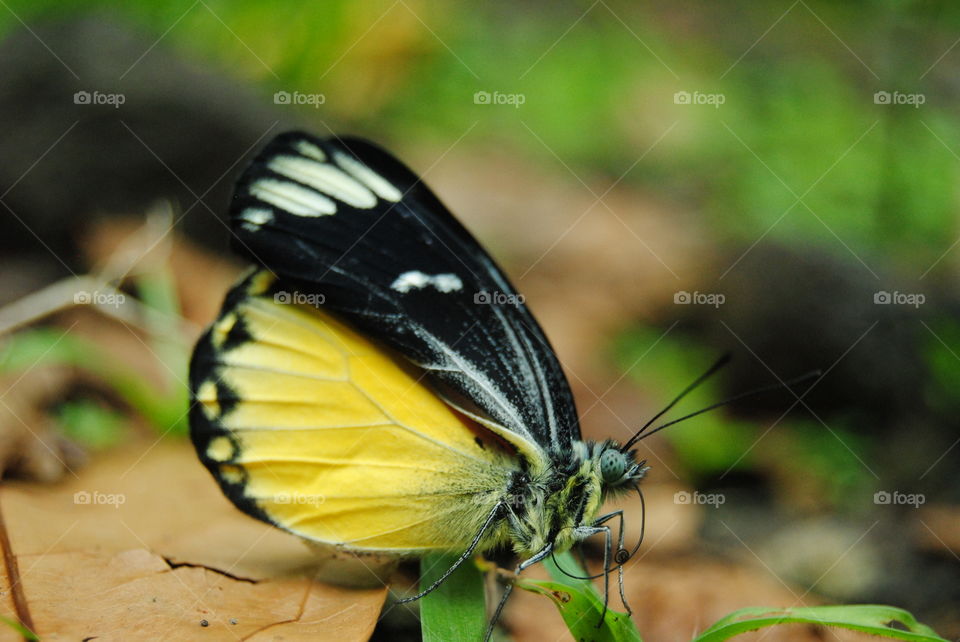 beautiful butterfly who looks a like the eye of jaguar