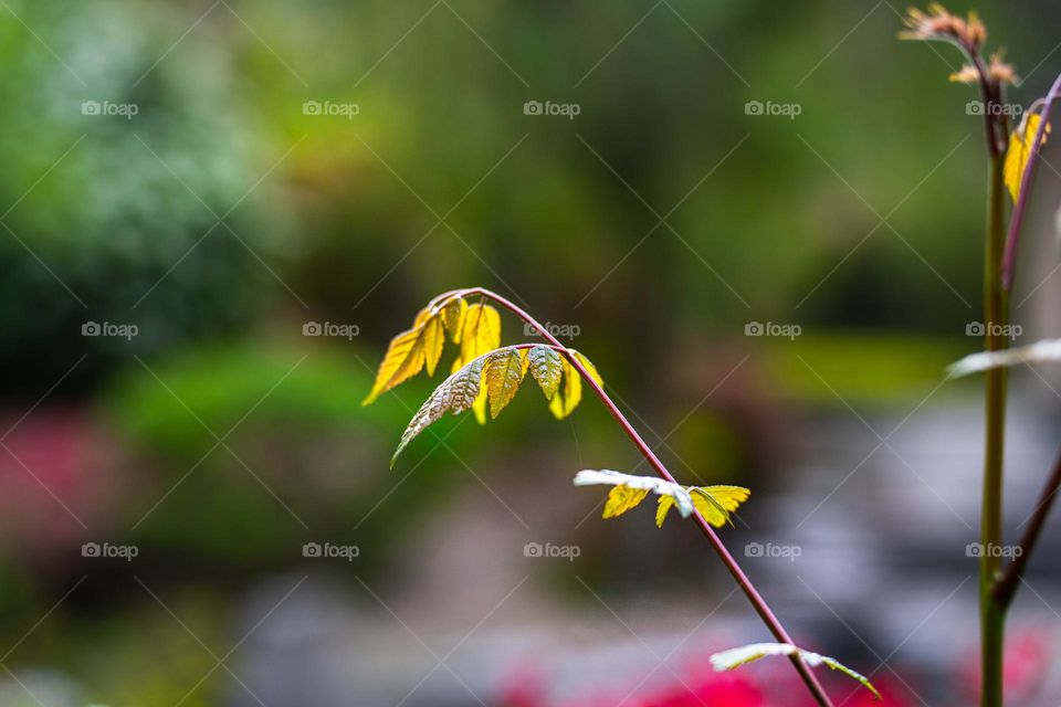 A close up of plant .