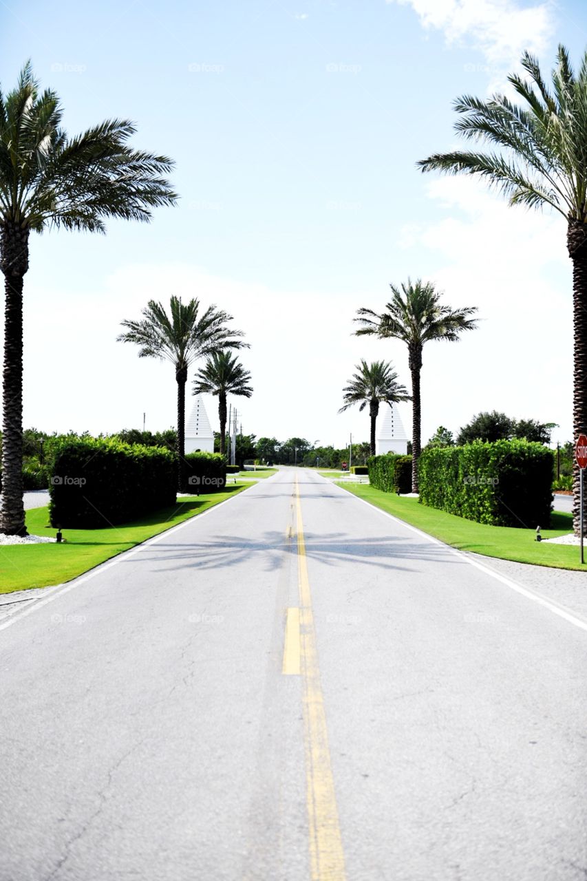 Palm tree Boulevard. 