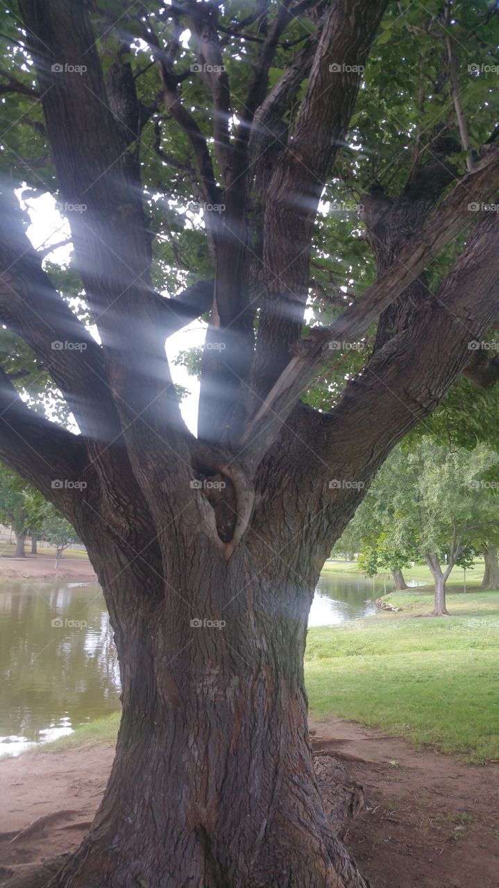 Sun shining thru old tree ....