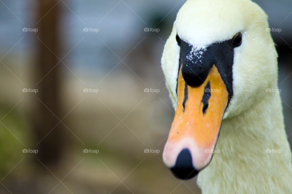 white water swan bird by gregmanchester